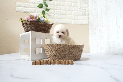 滋賀県のトイプードル(トイ) (いっぷく湖南店/2025年6月27日生まれ/女の子/ペールフォーン)の子犬の3枚目の画像