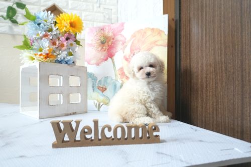 滋賀県のトイプードル(トイ) (いっぷく湖南店/2025年6月27日生まれ/女の子/ペールフォーン)の子犬の4枚目の画像