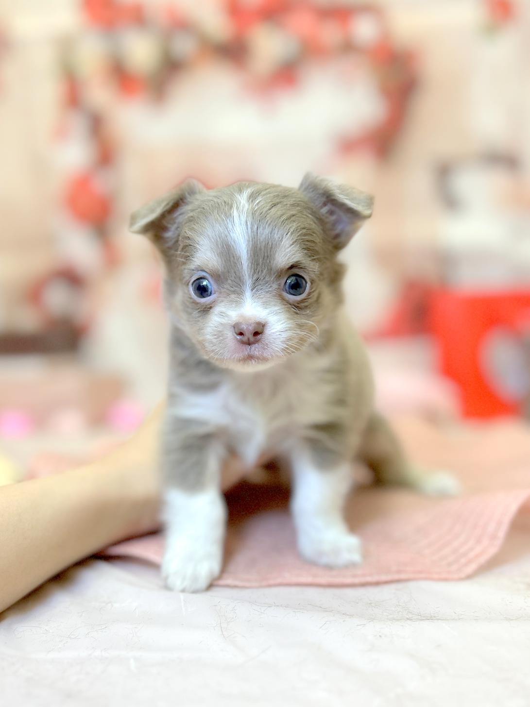 北海道のチワワ(ロング) (ラブワンコ平岸店/2025年12月12日生まれ/女の子/イザベラクリームホワイト)の子犬