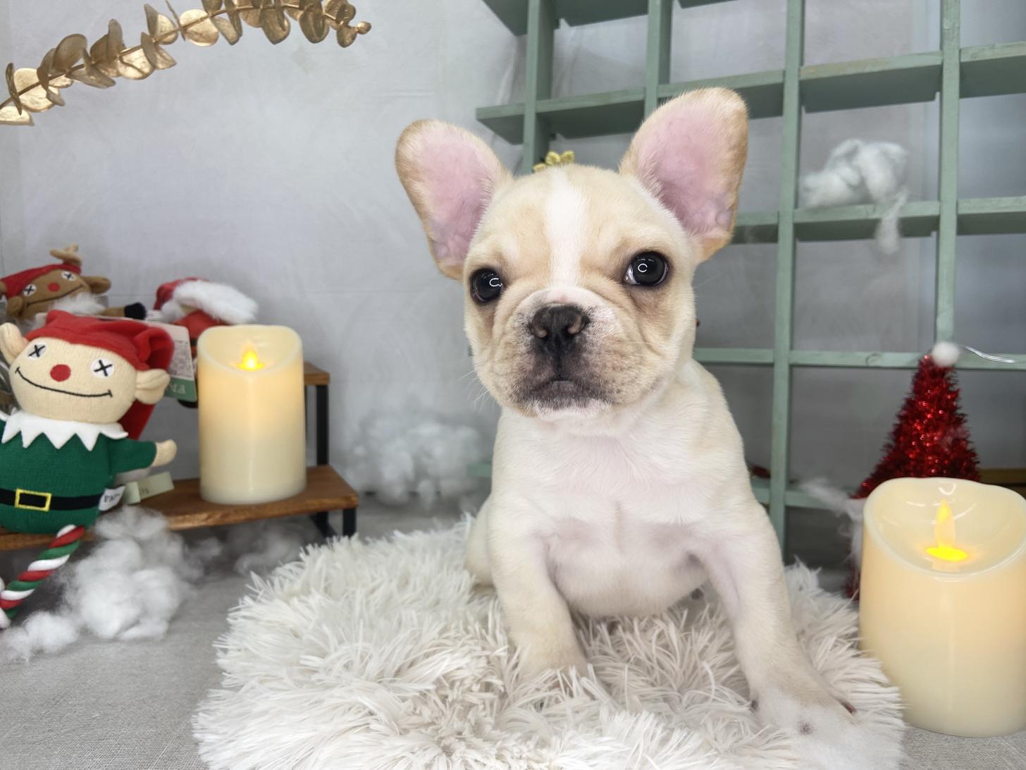 北海道のフレンチブルドッグ (ラブワンコ カインズ大曲店/2025年10月22日生まれ/男の子/クリームホワイト)の子犬の1枚目の画像