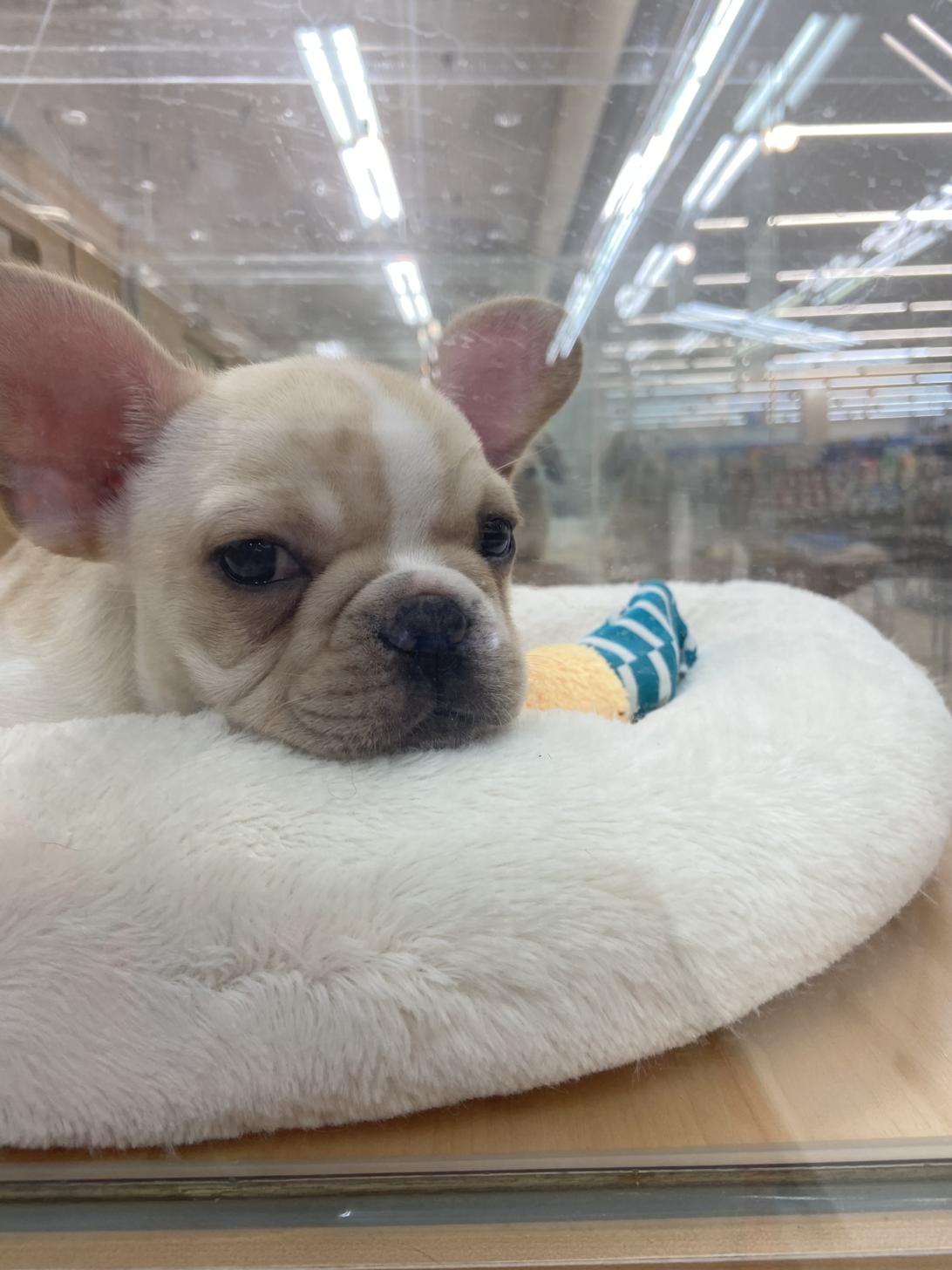 北海道のフレンチブルドッグ (ラブワンコ カインズ大曲店/2025年10月22日生まれ/男の子/クリームホワイト)の子犬の2枚目の画像