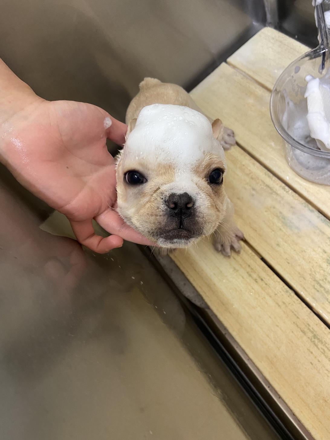 北海道のフレンチブルドッグ (ラブワンコ カインズ大曲店/2025年10月22日生まれ/男の子/クリームホワイト)の子犬の3枚目の画像