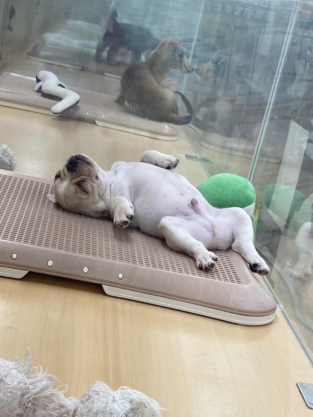 北海道のフレンチブルドッグ (ラブワンコ カインズ大曲店/2025年10月22日生まれ/男の子/クリームホワイト)の子犬の4枚目の画像