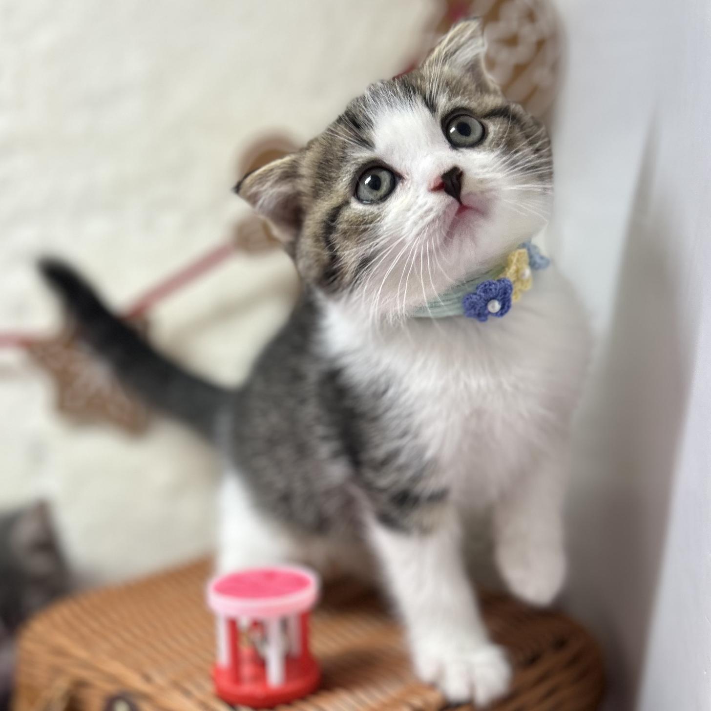 神奈川県のスコティッシュフォールド (にゃんこハウスPAW/2025年9月22日生まれ/男の子/ブラウンタビーホワイト)の子猫の1枚目の画像