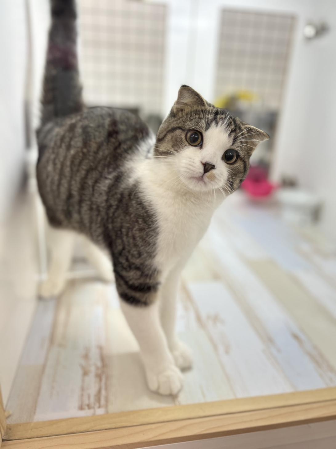 神奈川県のスコティッシュフォールド (にゃんこハウスPAW/2025年9月22日生まれ/男の子/ブラウンタビーホワイト)の子猫の1枚目の画像