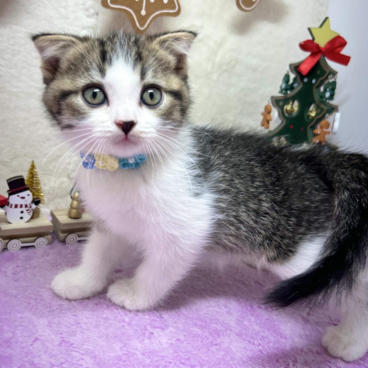 神奈川県のスコティッシュフォールド (にゃんこハウスPAW/2025年9月22日生まれ/男の子/ブラウンタビーホワイト)の子猫の2枚目の画像