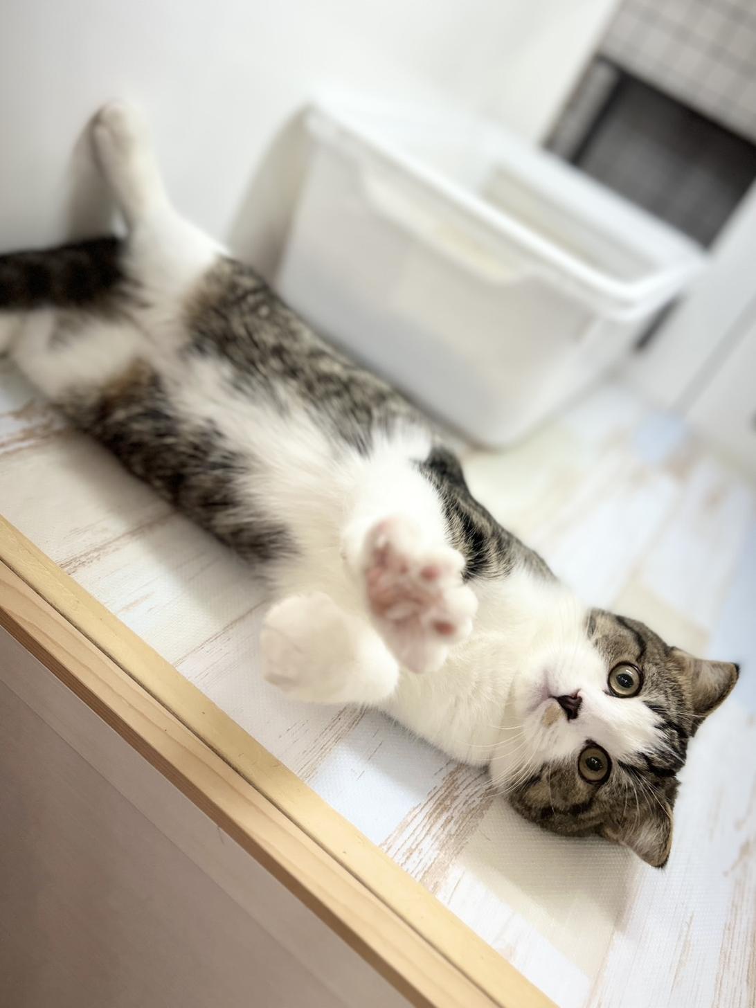 神奈川県のスコティッシュフォールド (にゃんこハウスPAW/2025年9月22日生まれ/男の子/ブラウンタビーホワイト)の子猫の2枚目の画像