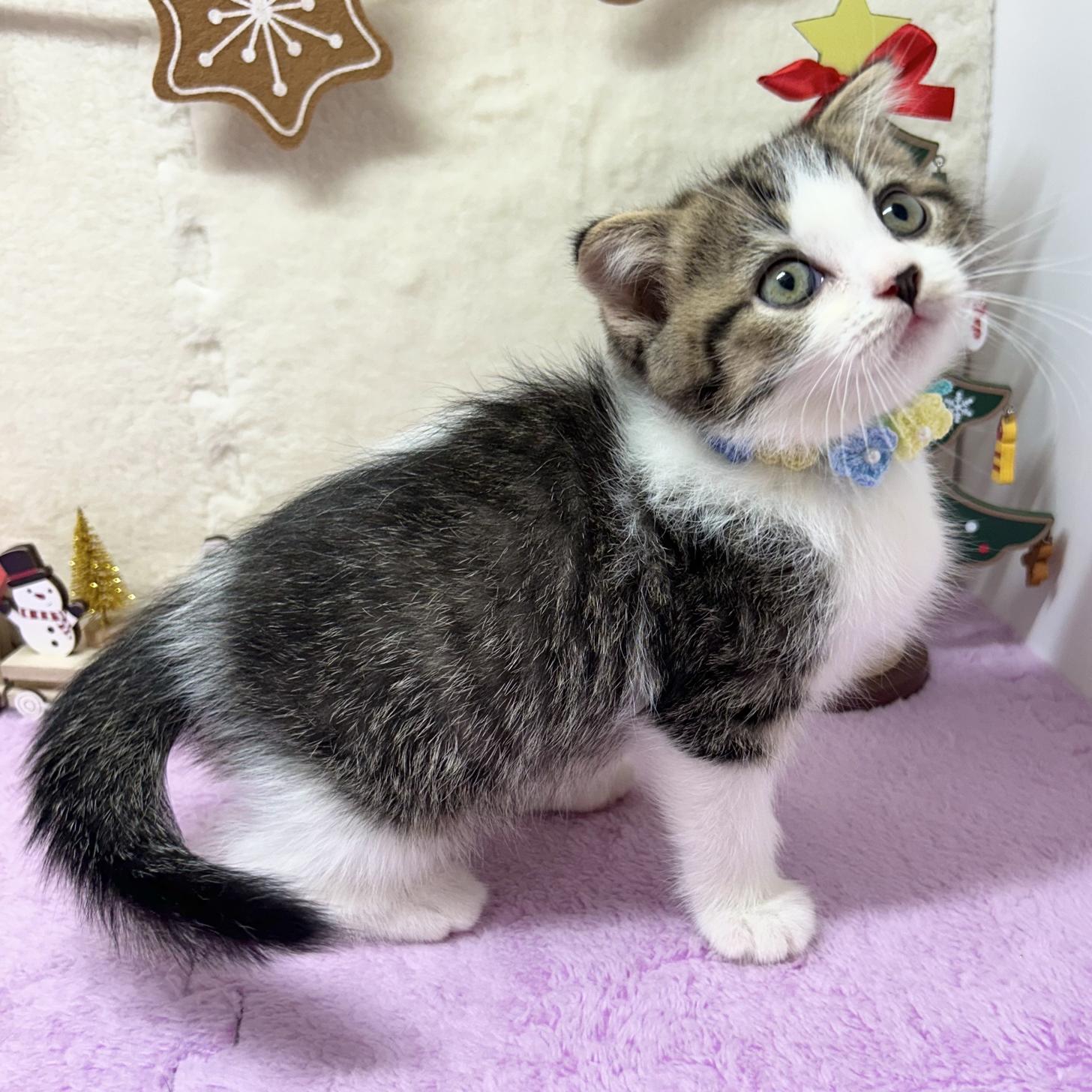 神奈川県のスコティッシュフォールド (にゃんこハウスPAW/2025年9月22日生まれ/男の子/ブラウンタビーホワイト)の子猫の3枚目の画像