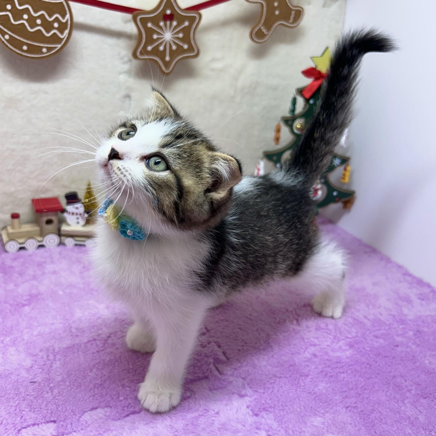 神奈川県のスコティッシュフォールド (にゃんこハウスPAW/2025年9月22日生まれ/男の子/ブラウンタビーホワイト)の子猫の4枚目の画像