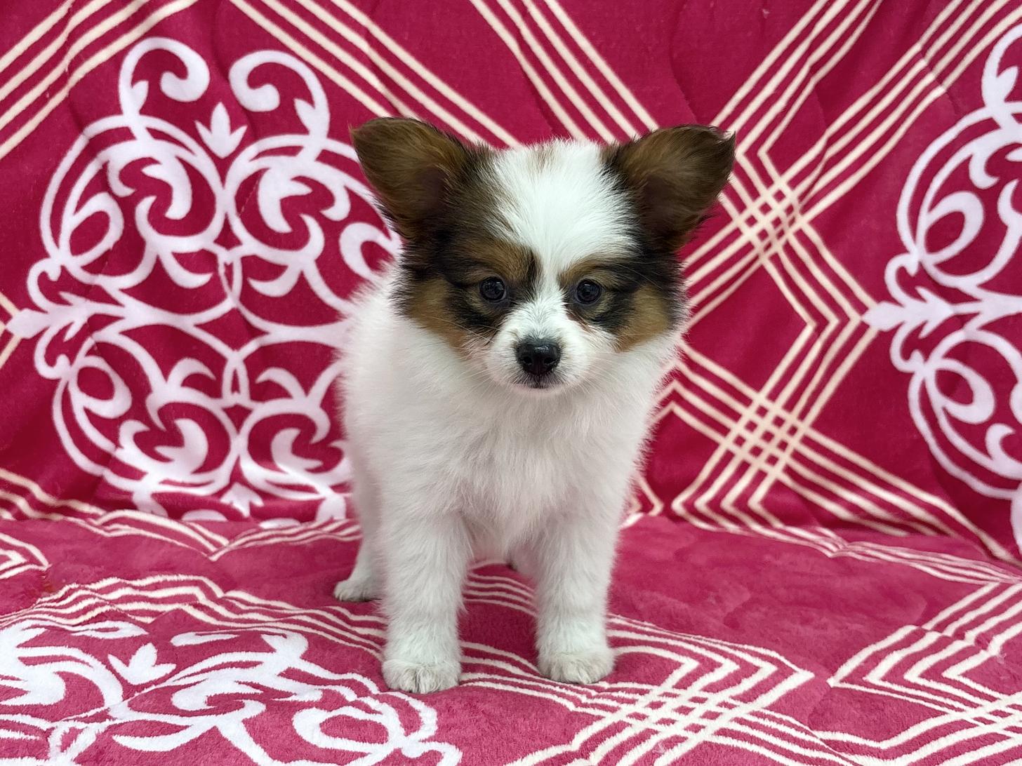 愛知県のパピヨン (ハピースペット春日井アミーゴ店/2026年2月3日生まれ/女の子/ホワイトブラウン)の子犬の1枚目の画像