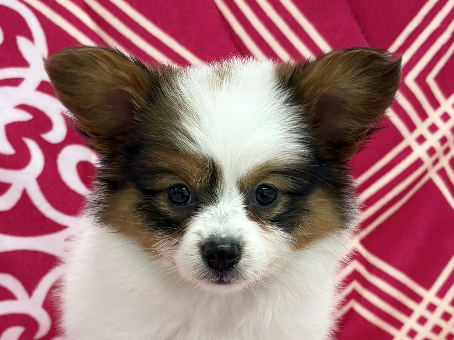 愛知県のパピヨン (ハピースペット春日井アミーゴ店/2026年2月3日生まれ/女の子/ホワイトブラウン)の子犬の2枚目の画像