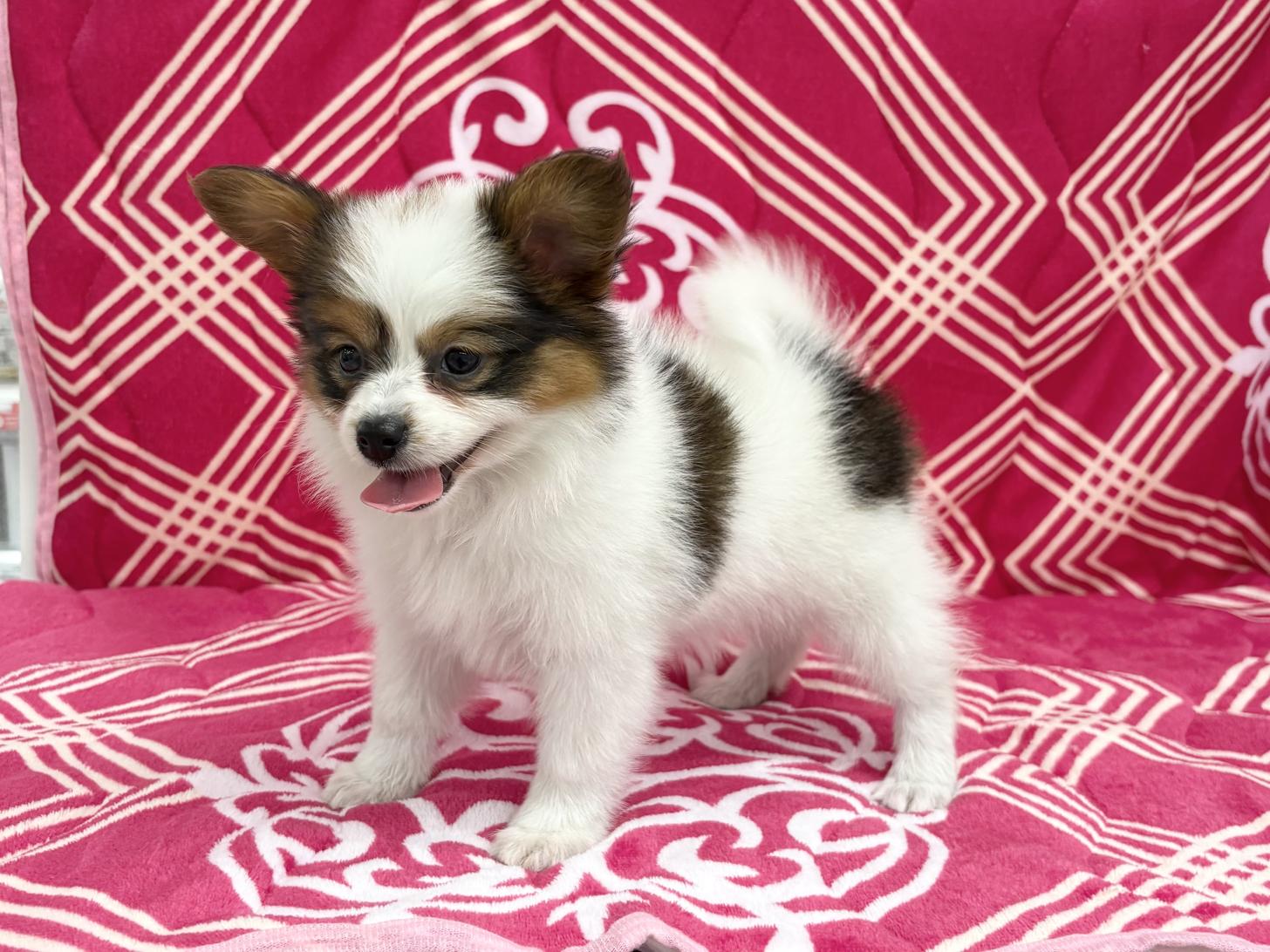 愛知県のパピヨン (ハピースペット春日井アミーゴ店/2026年2月3日生まれ/女の子/ホワイトブラウン)の子犬の3枚目の画像