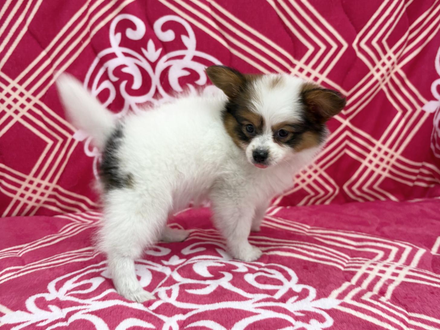 愛知県のパピヨン (ハピースペット春日井アミーゴ店/2026年2月3日生まれ/女の子/ホワイトブラウン)の子犬の4枚目の画像