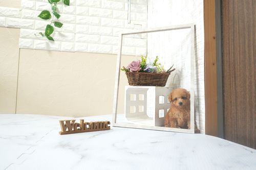 滋賀県のトイプードル(ティーカップ) (いっぷく湖南店/2025年12月13日生まれ/女の子/レッドフォーン)の子犬の1枚目の画像