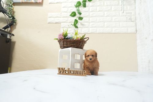 滋賀県のトイプードル(ティーカップ) (いっぷく湖南店/2025年12月13日生まれ/女の子/レッドフォーン)の子犬の2枚目の画像