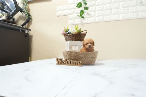 滋賀県のトイプードル(ティーカップ) (いっぷく湖南店/2025年12月13日生まれ/女の子/レッドフォーン)の子犬の3枚目の画像