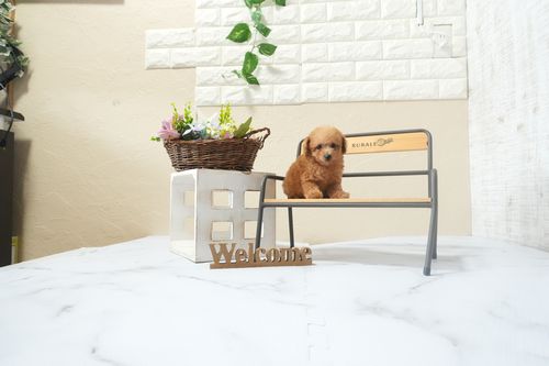 滋賀県のトイプードル(ティーカップ) (いっぷく湖南店/2025年12月13日生まれ/女の子/レッドフォーン)の子犬の4枚目の画像