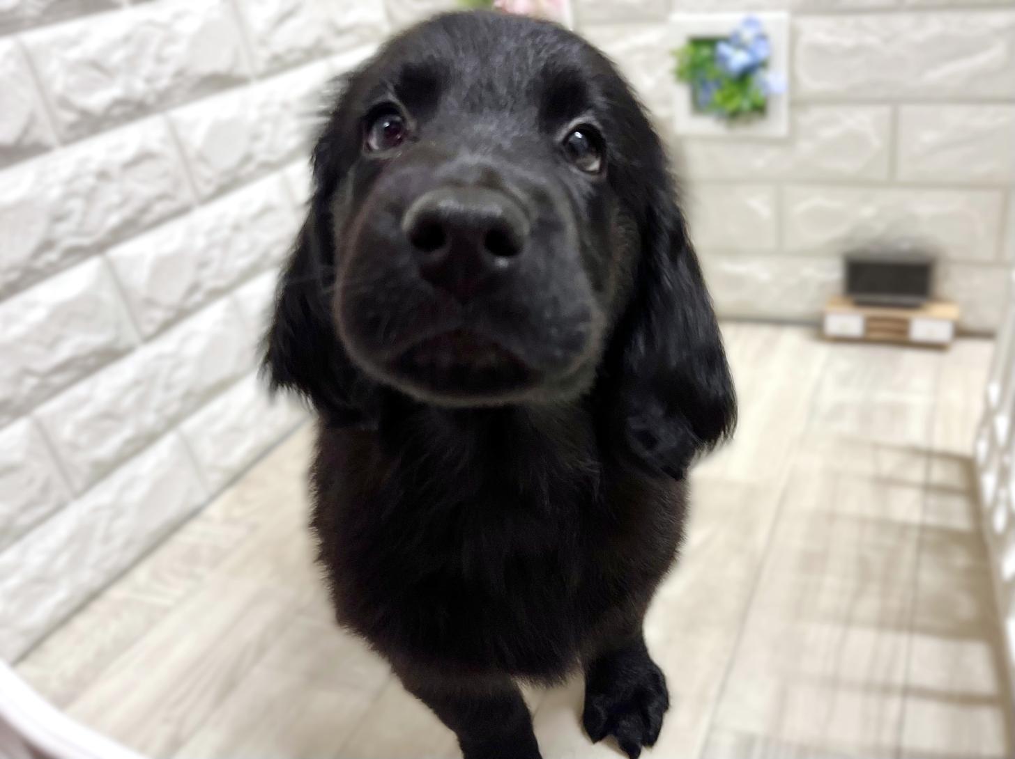 大阪府のフラットコーテッドレトリーバー (DOGMAN平野瓜破店/2026年2月17日生まれ/女の子/ブラック)の子犬の1枚目の画像