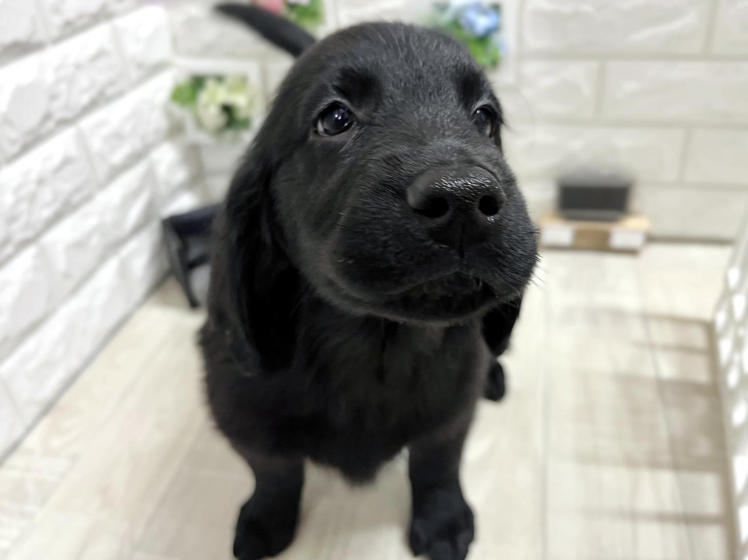 大阪府のフラットコーテッドレトリーバー (DOGMAN平野瓜破店/2026年2月17日生まれ/女の子/ブラック)の子犬の2枚目の画像