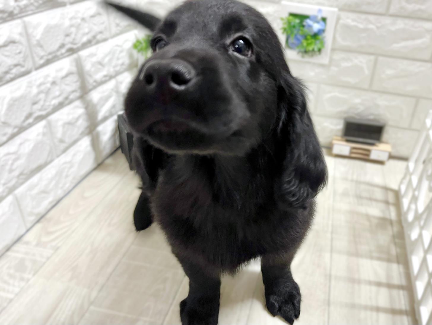 大阪府のフラットコーテッドレトリーバー (DOGMAN平野瓜破店/2026年2月17日生まれ/女の子/ブラック)の子犬の3枚目の画像