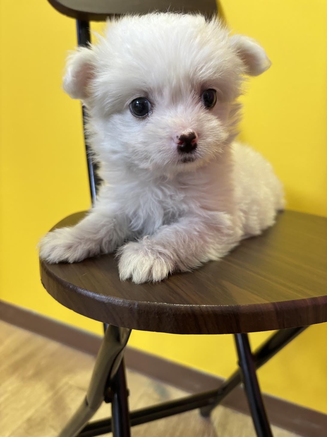 埼玉県のチワマル/マルチワ(チワワ×マルチーズ) (ペッツスマイル南中野店/2026年1月8日生まれ/男の子/ホワイト)の子犬の2枚目の画像