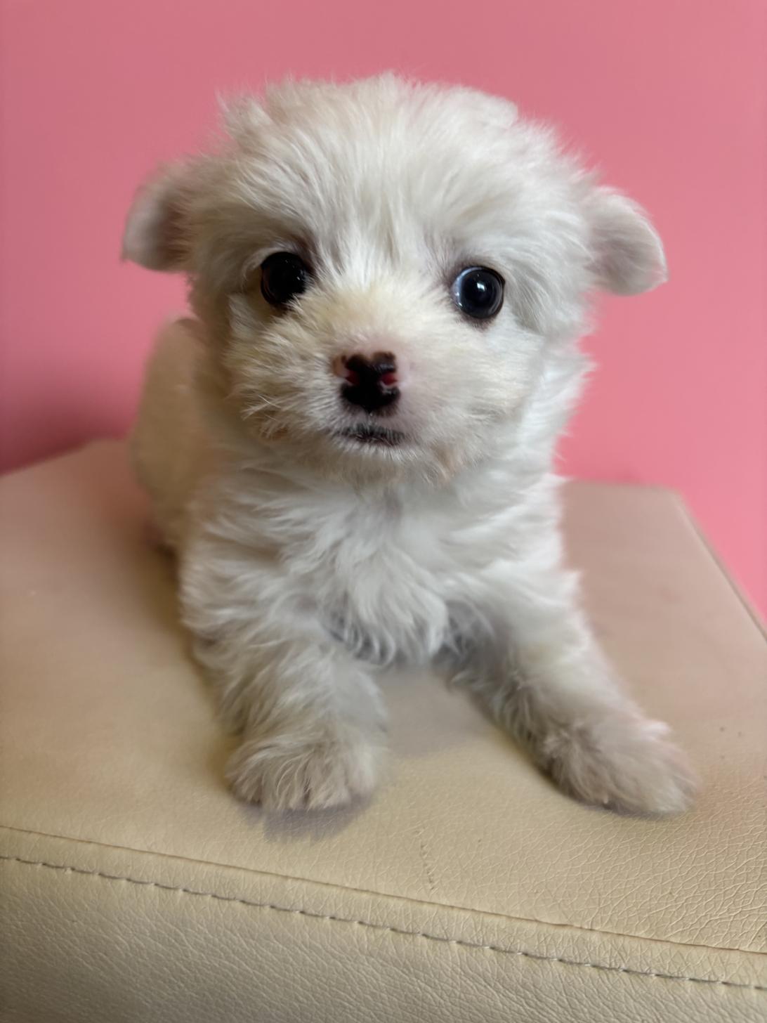 埼玉県のチワマル/マルチワ(チワワ×マルチーズ) (ペッツスマイル南中野店/2026年1月8日生まれ/男の子/ホワイト)の子犬の3枚目の画像