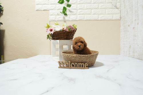 滋賀県のトイプードル(タイニー) (いっぷく湖南店/2026年2月21日生まれ/女の子/レッドフォーン)の子犬の1枚目の画像