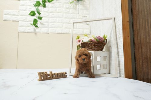 滋賀県のトイプードル(タイニー) (いっぷく湖南店/2026年2月21日生まれ/女の子/レッドフォーン)の子犬の2枚目の画像