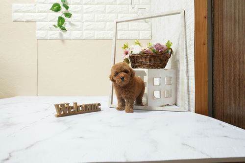 滋賀県のトイプードル(タイニー) (いっぷく湖南店/2026年2月21日生まれ/女の子/レッドフォーン)の子犬の3枚目の画像