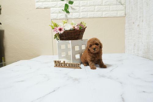 滋賀県のトイプードル(タイニー) (いっぷく湖南店/2026年2月21日生まれ/女の子/レッドフォーン)の子犬の4枚目の画像