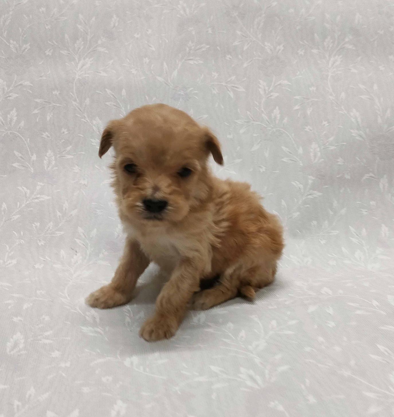 群馬県のマルプー(マルチーズ×プードル) (ペットハウステレサ/2026年1月23日生まれ/女の子/アプリコット)の子犬の1枚目の画像