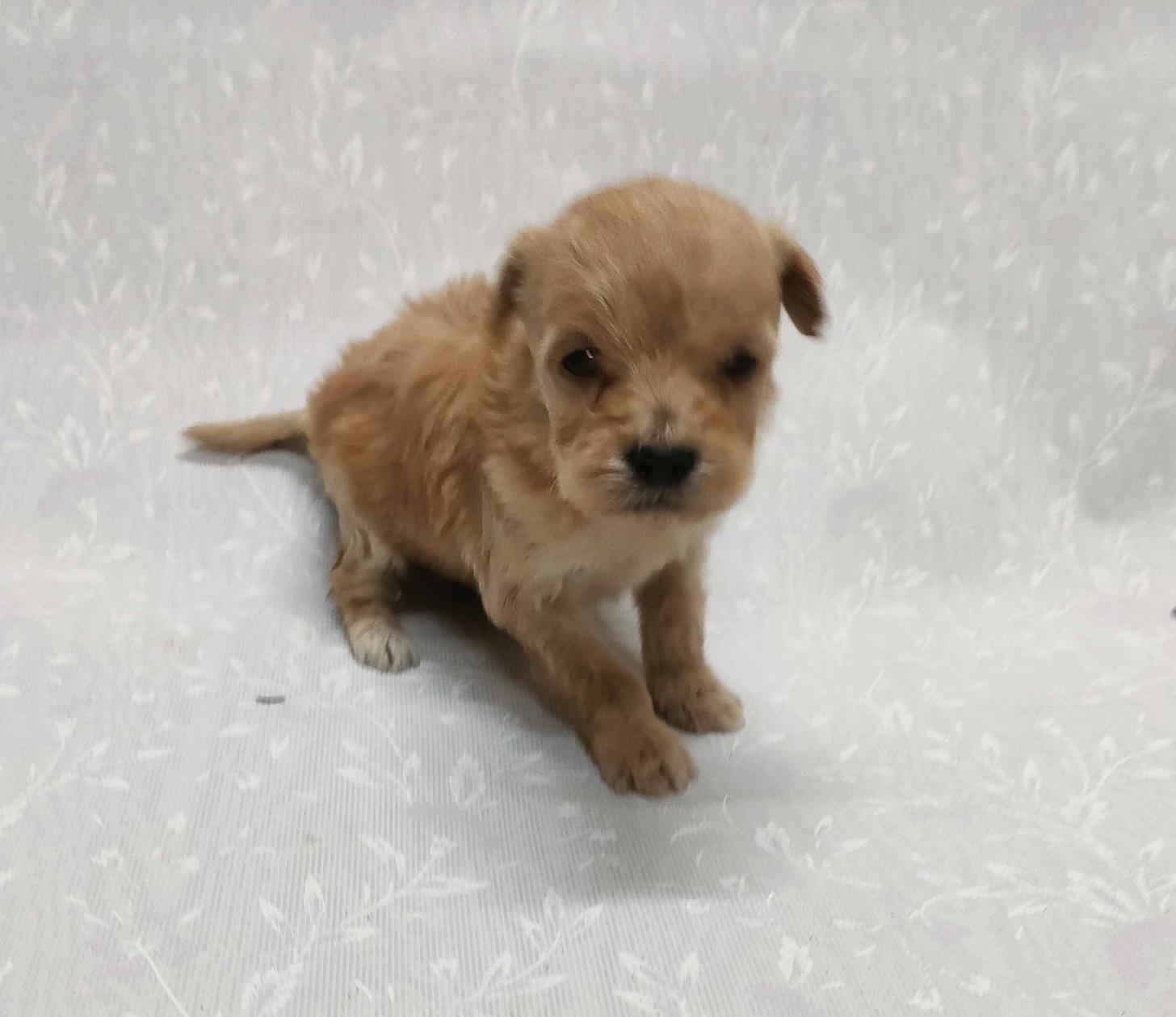 群馬県のマルプー(マルチーズ×プードル) (ペットハウステレサ/2026年1月23日生まれ/女の子/アプリコット)の子犬の2枚目の画像