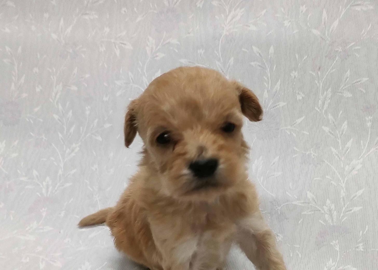 群馬県のマルプー(マルチーズ×プードル) (ペットハウステレサ/2026年1月23日生まれ/女の子/アプリコット)の子犬の3枚目の画像