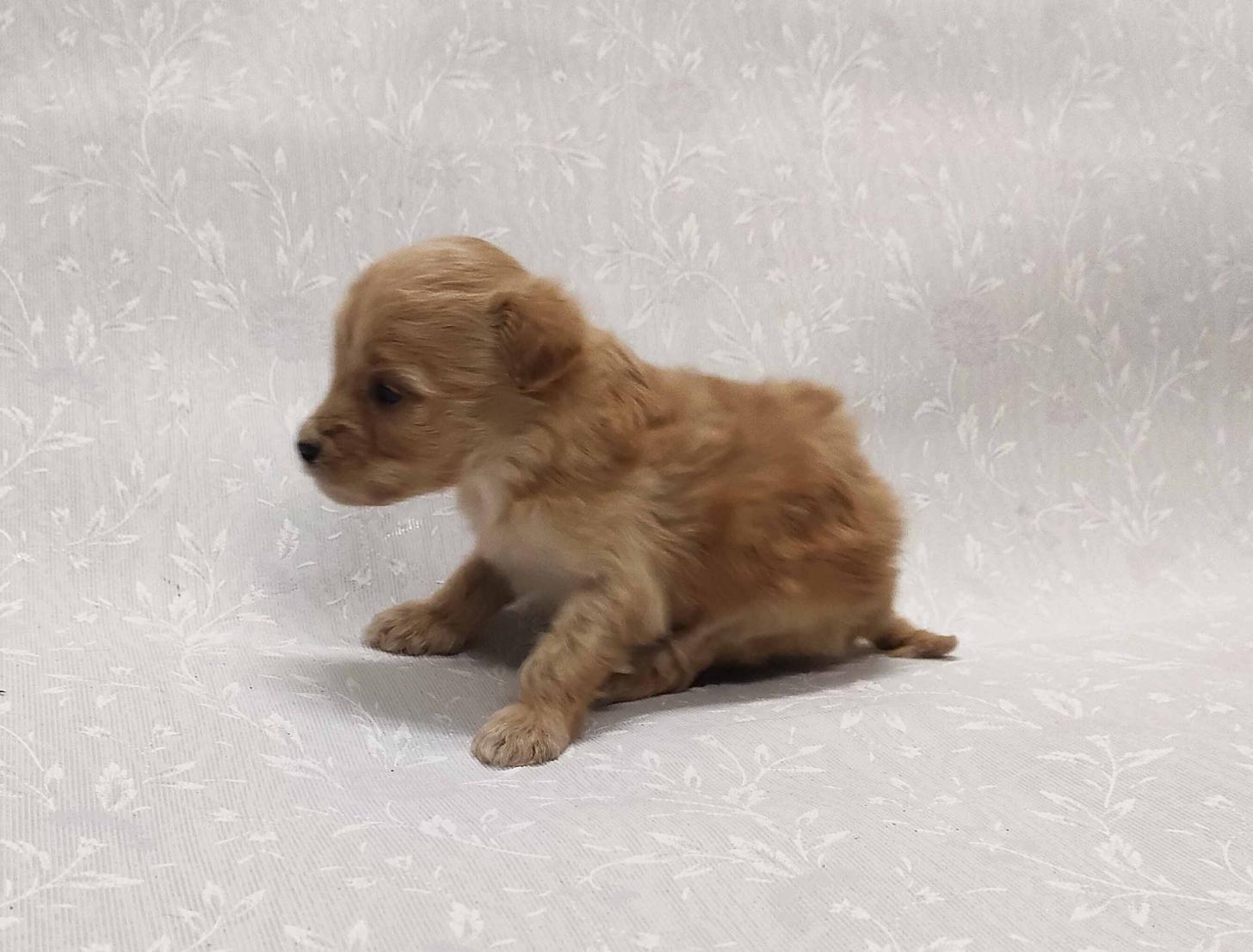 群馬県のマルプー(マルチーズ×プードル) (ペットハウステレサ/2026年1月23日生まれ/女の子/アプリコット)の子犬の4枚目の画像