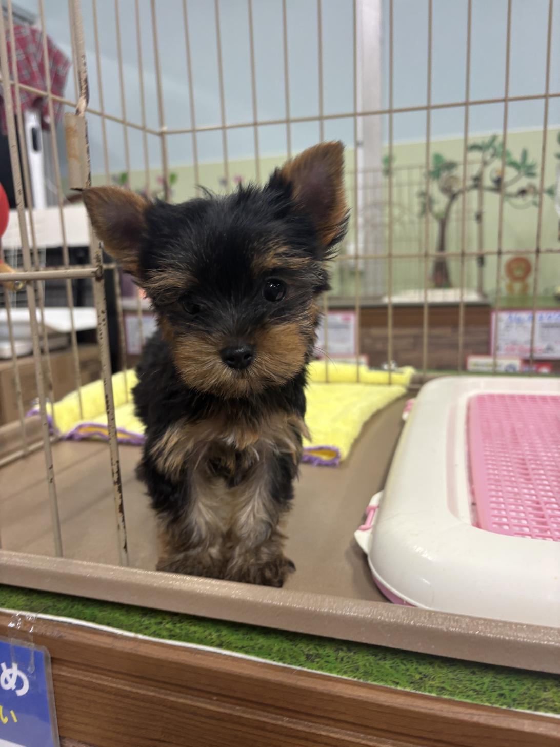 愛知県のヨークシャーテリア (子いぬの足あと/2026年3月22日生まれ/女の子/スチールブルータン)の子犬