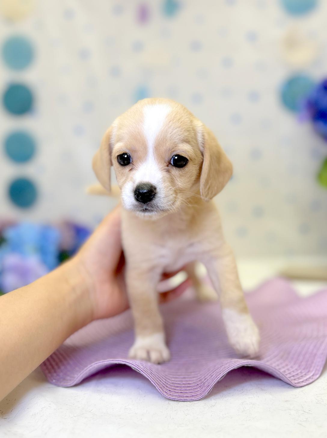 北海道のハーフ犬・ミックス犬 (ラブワンコ平岸店/2026年5月1日生まれ/男の子/ホワイトレモン)の子犬