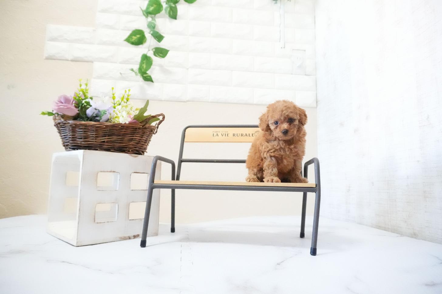 滋賀県のトイプードル(タイニー) (いっぷく湖南店/2025年11月20日生まれ/女の子/レッドフォーン)の子犬の1枚目の画像