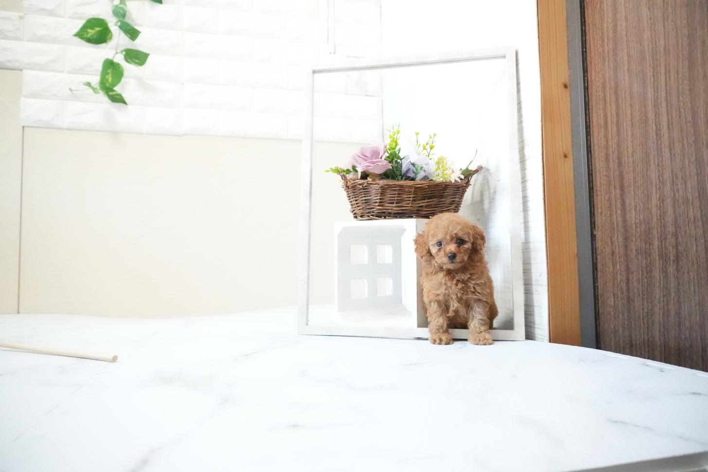 滋賀県のトイプードル(タイニー) (いっぷく湖南店/2025年11月20日生まれ/女の子/レッドフォーン)の子犬の2枚目の画像