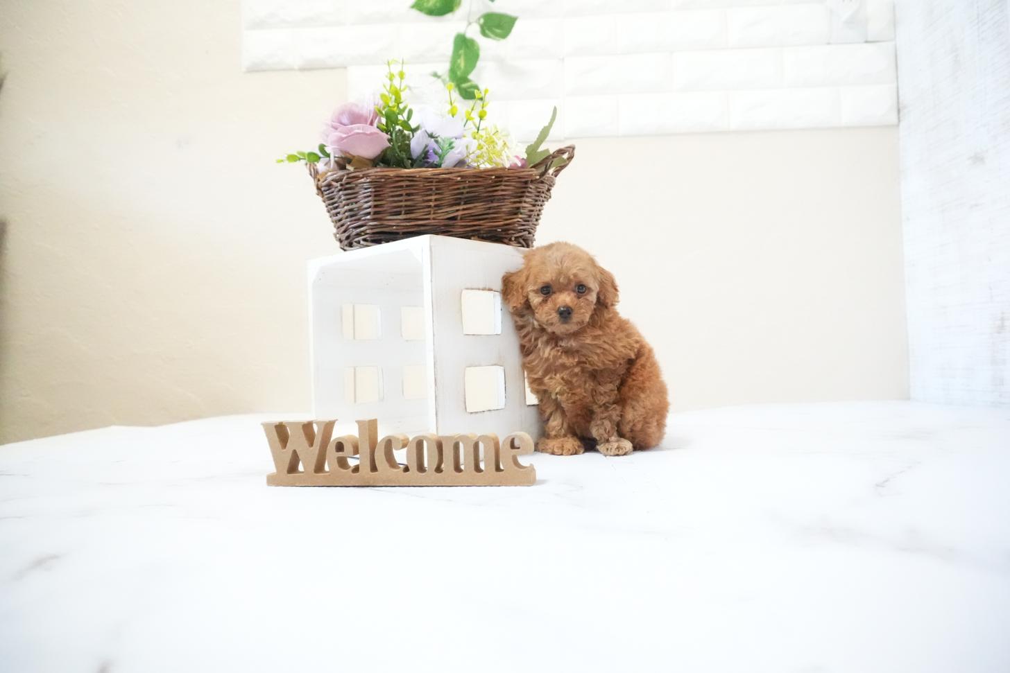 滋賀県のトイプードル(タイニー) (いっぷく湖南店/2025年11月20日生まれ/女の子/レッドフォーン)の子犬の3枚目の画像