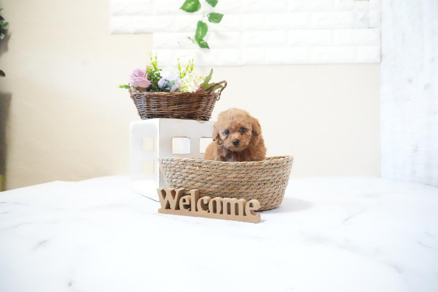 滋賀県のトイプードル(タイニー) (いっぷく湖南店/2025年11月20日生まれ/女の子/レッドフォーン)の子犬の4枚目の画像