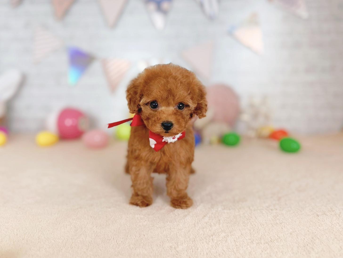 北海道のトイプードル(トイ) (ペットショップだんぼ/2026年2月7日生まれ/女の子/レッド)の子犬の1枚目の画像