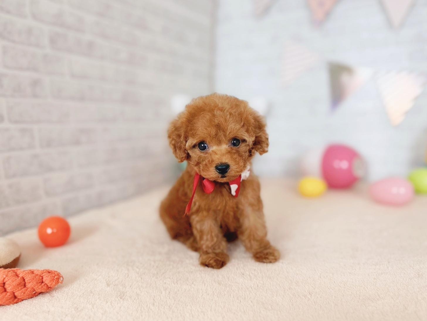 北海道のトイプードル(トイ) (ペットショップだんぼ/2026年2月7日生まれ/女の子/レッド)の子犬の2枚目の画像