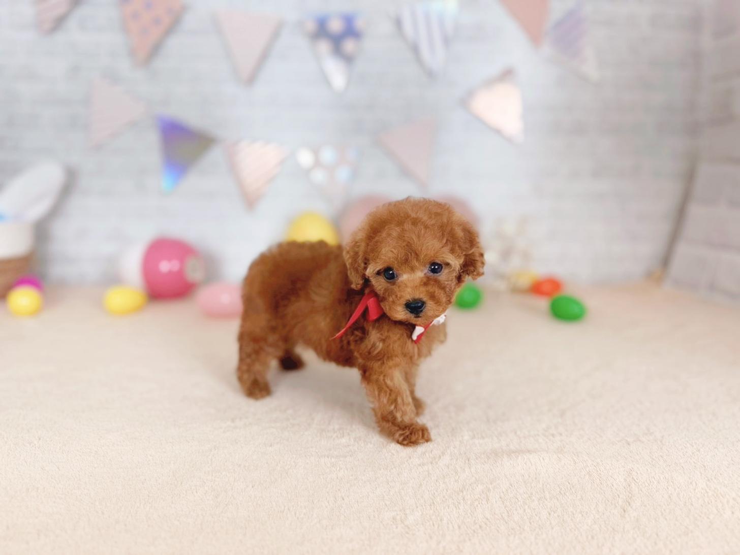 北海道のトイプードル(トイ) (ペットショップだんぼ/2026年2月7日生まれ/女の子/レッド)の子犬の3枚目の画像