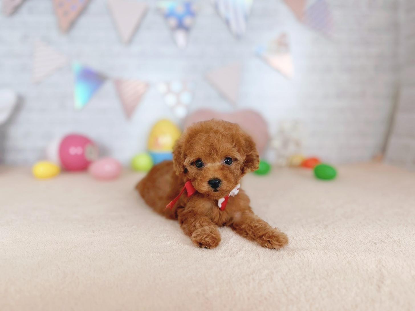 北海道のトイプードル(トイ) (ペットショップだんぼ/2026年2月7日生まれ/女の子/レッド)の子犬の4枚目の画像