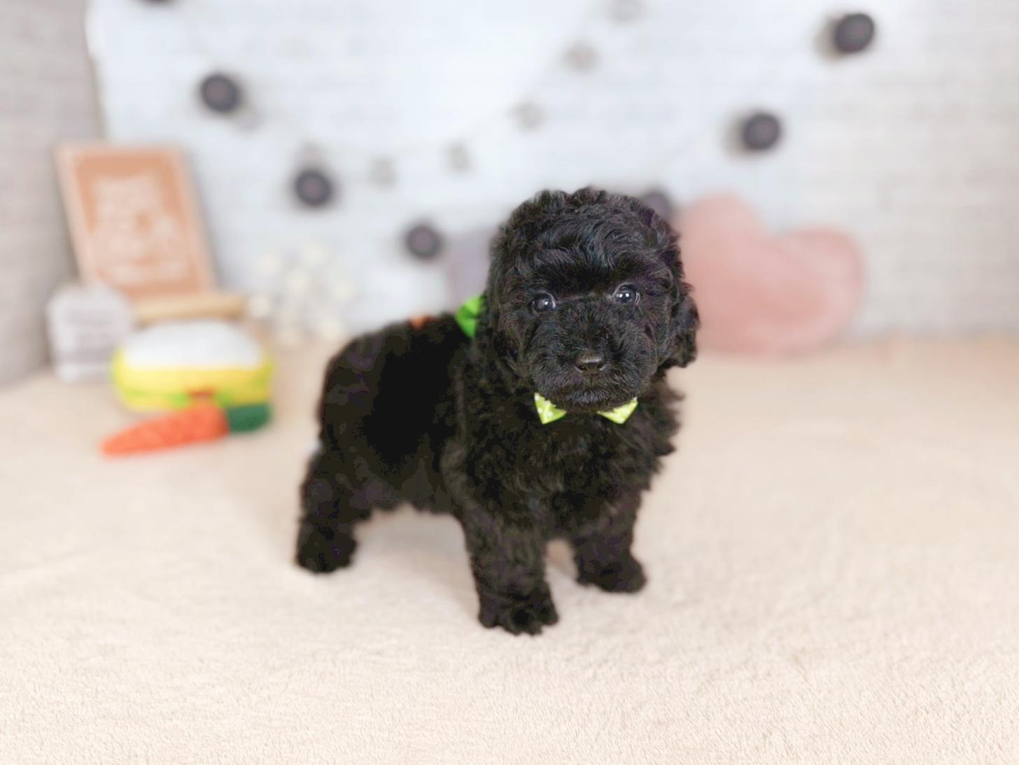 北海道のトイプードル(トイ) (ペットショップだんぼ/2025年10月9日生まれ/男の子/ブラック)の子犬の1枚目の画像