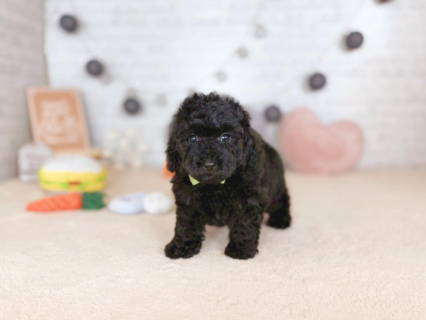 北海道のトイプードル(トイ) (ペットショップだんぼ/2025年10月9日生まれ/男の子/ブラック)の子犬の2枚目の画像