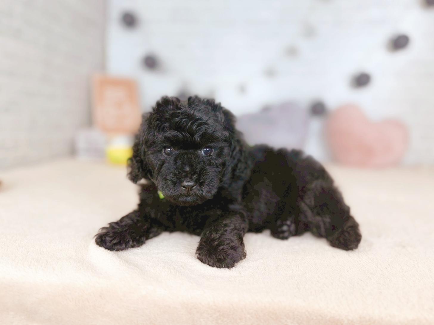 北海道のトイプードル(トイ) (ペットショップだんぼ/2025年10月9日生まれ/男の子/ブラック)の子犬の3枚目の画像