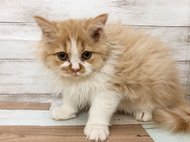 新潟県のマンチカン (竹内ペット 白根店/2025年10月10日生まれ/男の子/クリームタビー&ホワイト)の子猫の1枚目の画像