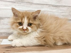 新潟県のマンチカン (竹内ペット 白根店/2025年10月10日生まれ/男の子/クリームタビー&ホワイト)の子猫の3枚目の画像