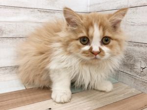 新潟県のマンチカン (竹内ペット 白根店/2025年10月10日生まれ/男の子/クリームタビー&ホワイト)の子猫の4枚目の画像